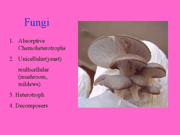 Fungi 1. Absorptive Chemoheterotrophs 2. Unicellular(yeast) multicellular (mushroom, mildews) 3. Heterotroph 4. Decomposers 
