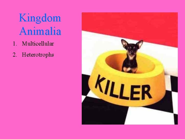 Kingdom Animalia 1. Multicellular 2. Heterotrophs 