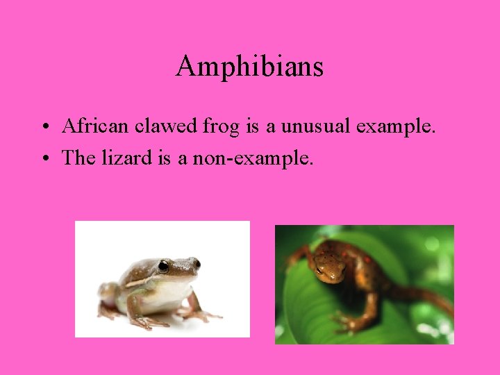 Amphibians • African clawed frog is a unusual example. • The lizard is a