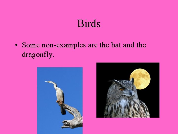 Birds • Some non-examples are the bat and the dragonfly. 