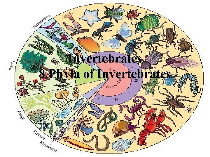 Invertebrates 8 Phyla of Invertebrates 