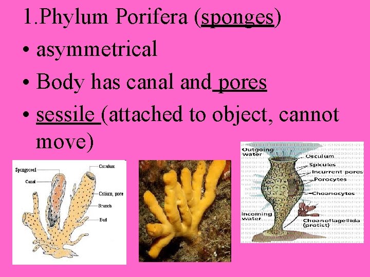 1. Phylum Porifera (sponges) • asymmetrical • Body has canal and pores • sessile