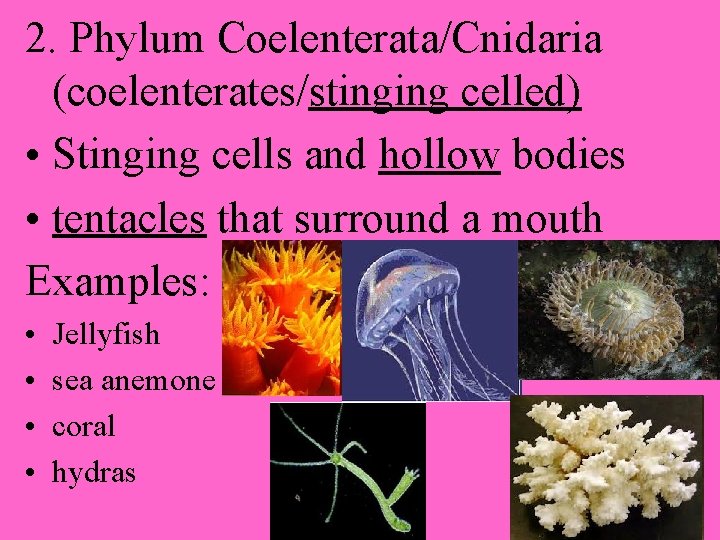 2. Phylum Coelenterata/Cnidaria (coelenterates/stinging celled) • Stinging cells and hollow bodies • tentacles that