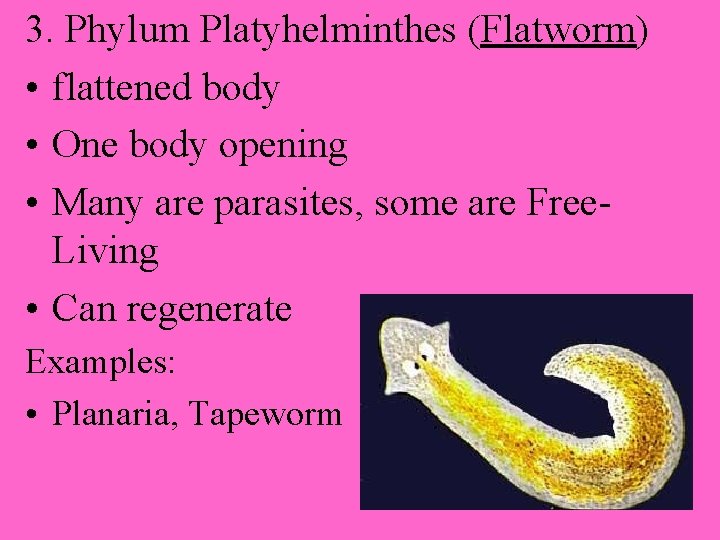 3. Phylum Platyhelminthes (Flatworm) • flattened body • One body opening • Many are