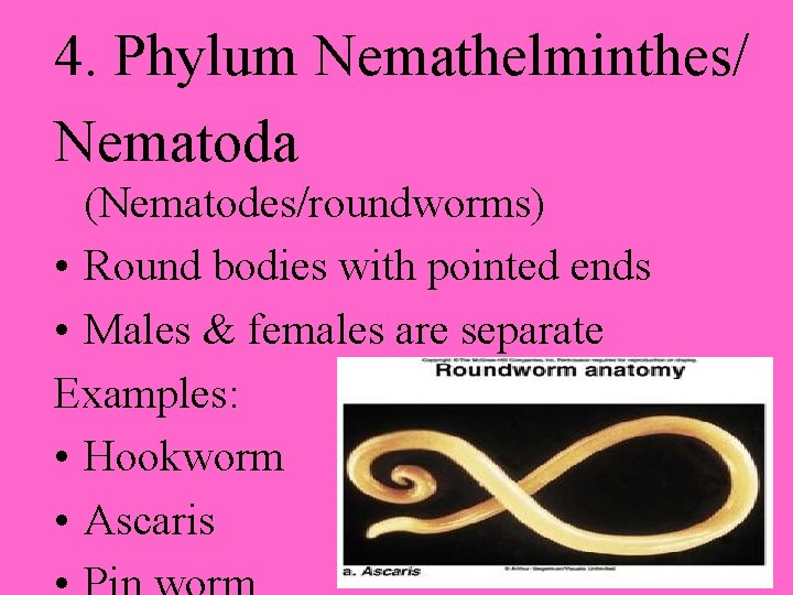 4. Phylum Nemathelminthes/ Nematoda (Nematodes/roundworms) • Round bodies with pointed ends • Males &
