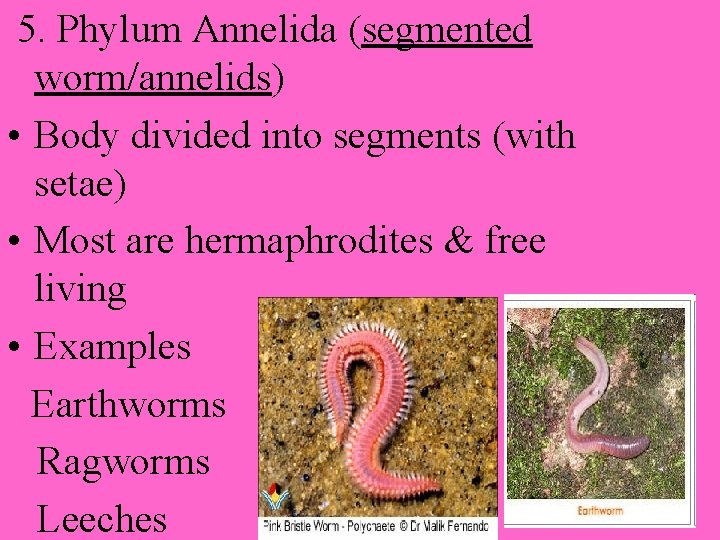 5. Phylum Annelida (segmented worm/annelids) • Body divided into segments (with setae) • Most