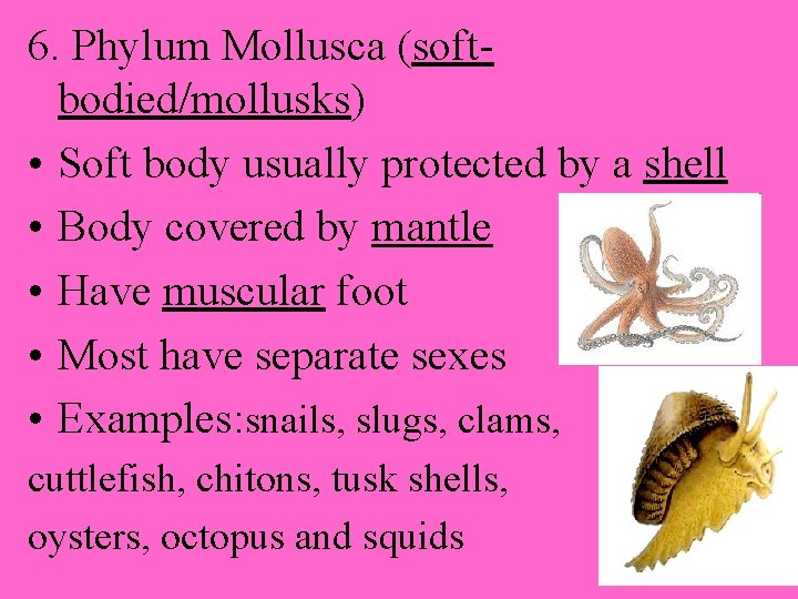 6. Phylum Mollusca (softbodied/mollusks) • Soft body usually protected by a shell • Body