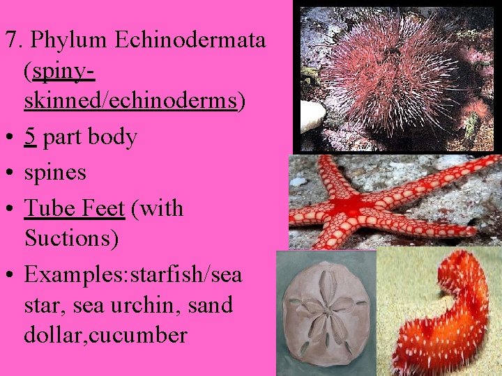 7. Phylum Echinodermata (spinyskinned/echinoderms) • 5 part body • spines • Tube Feet (with