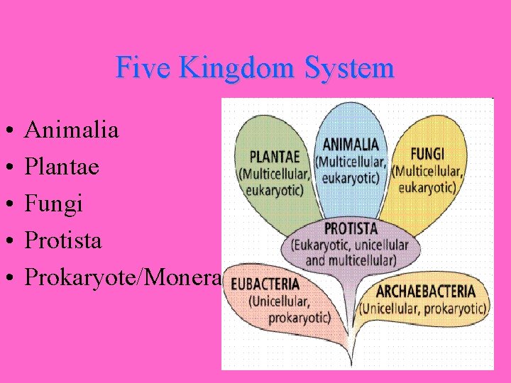 Five Kingdom System • • • Animalia Plantae Fungi Protista Prokaryote/Monera 