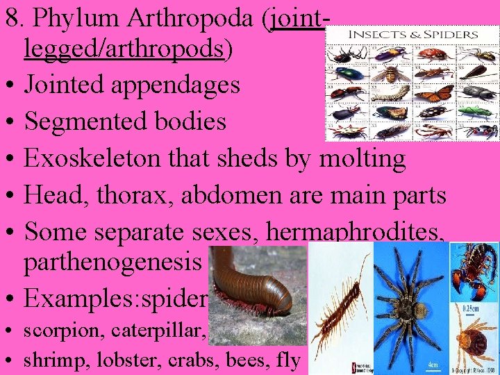 8. Phylum Arthropoda (jointlegged/arthropods) • Jointed appendages • Segmented bodies • Exoskeleton that sheds