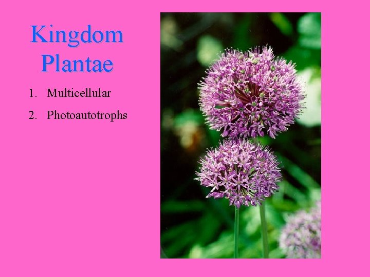 Kingdom Plantae 1. Multicellular 2. Photoautotrophs 