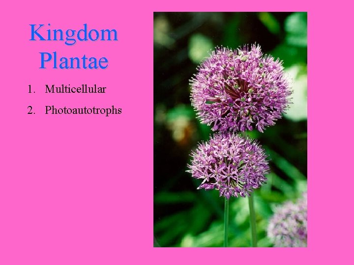 Kingdom Plantae 1. Multicellular 2. Photoautotrophs 