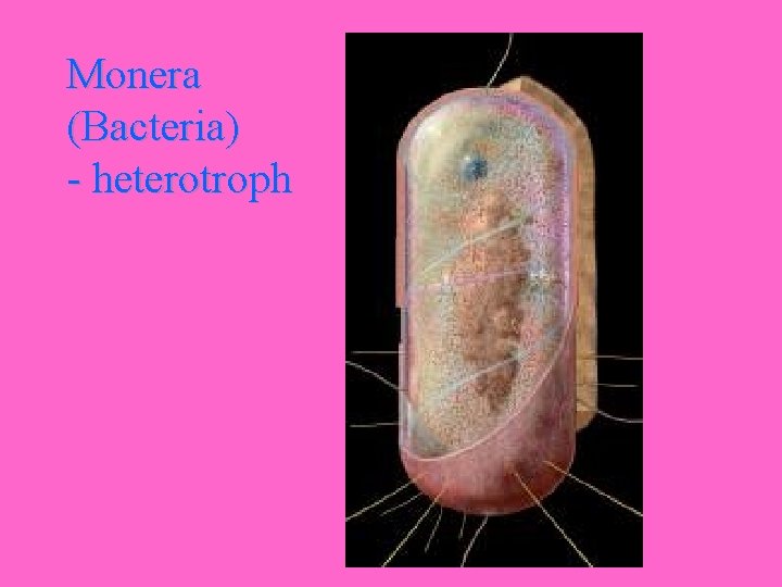 Monera (Bacteria) - heterotroph 