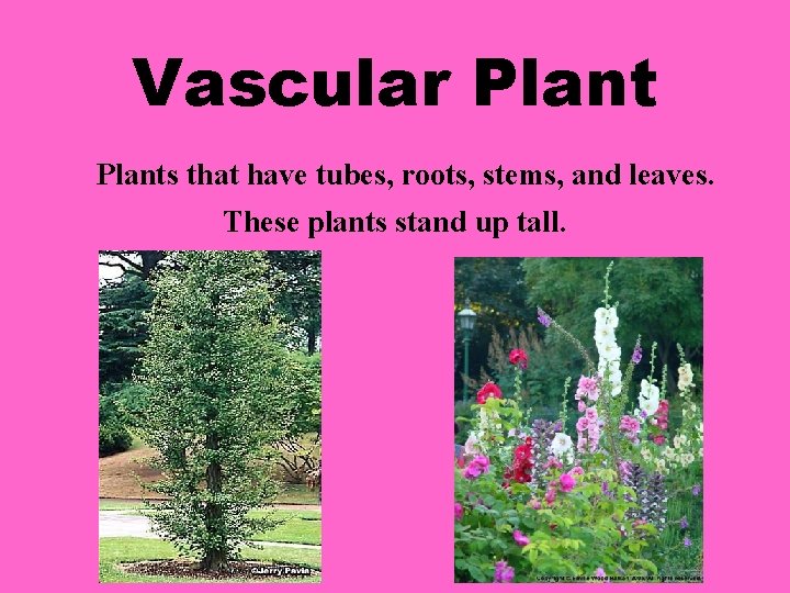 Vascular Plants that have tubes, roots, stems, and leaves. These plants stand up tall.