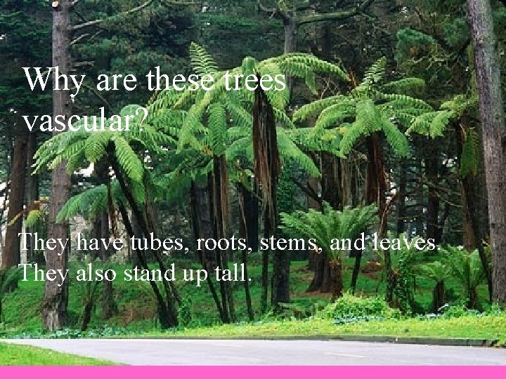 Why are these trees vascular? They have tubes, roots, stems, and leaves. They also