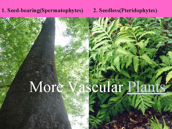 1. Seed-bearing(Spermatophytes) 2. Seedless(Pteridophytes) More Vascular Plants 