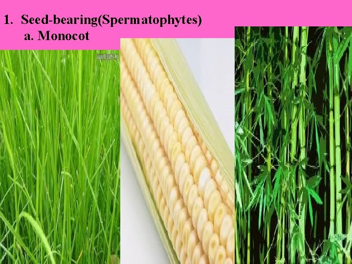 1. Seed-bearing(Spermatophytes) a. Monocot 