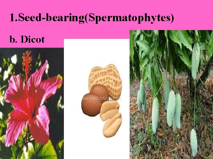 1. Seed-bearing(Spermatophytes) b. Dicot 