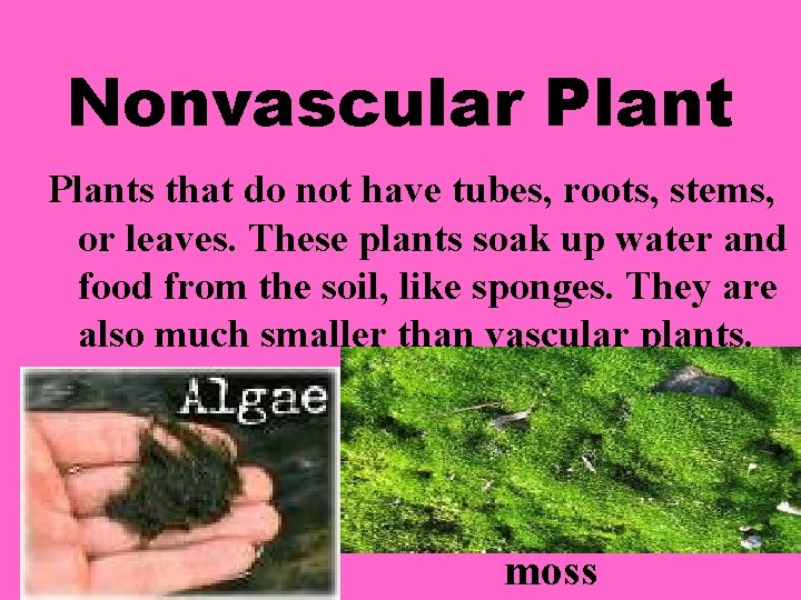 Nonvascular Plants that do not have tubes, roots, stems, or leaves. These plants soak