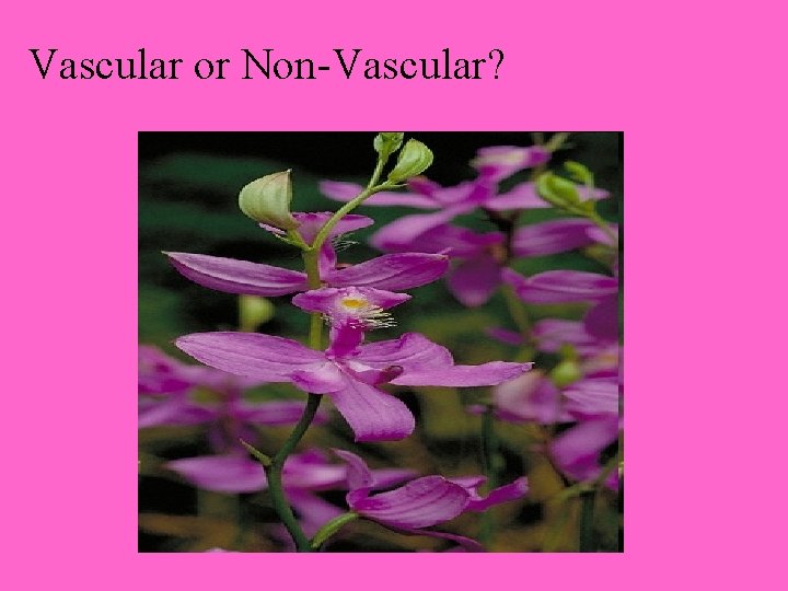 Vascular or Non-Vascular? 