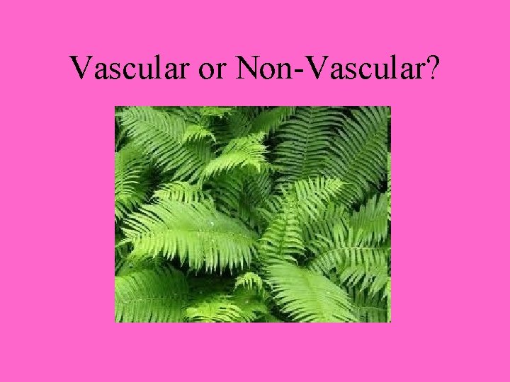 Vascular or Non-Vascular? 
