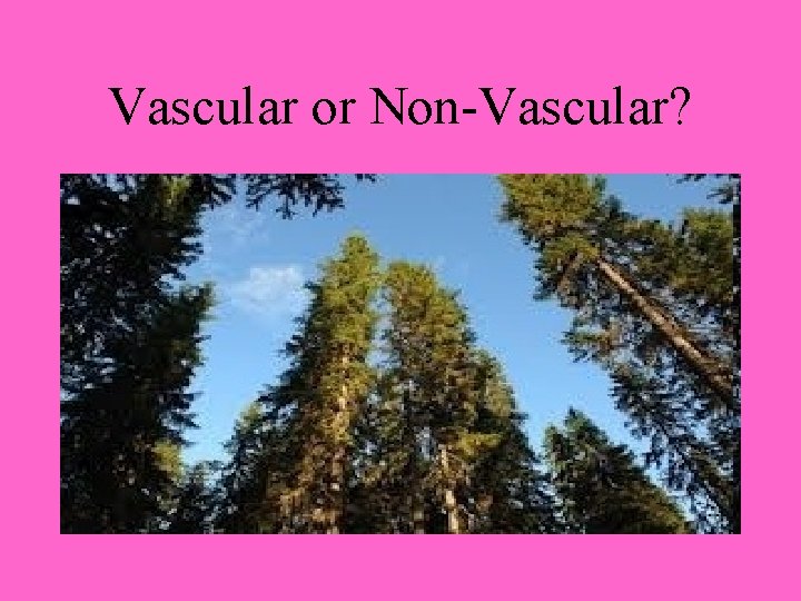 Vascular or Non-Vascular? 