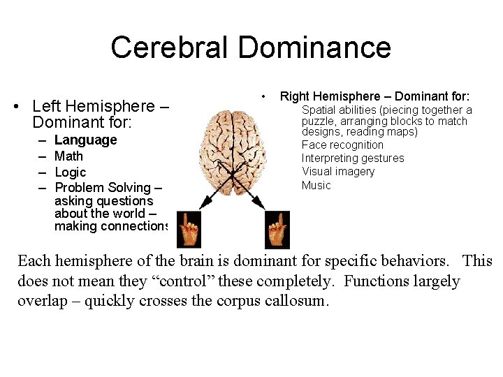 Cerebral Dominance • Left Hemisphere – Dominant for: – – Language Math Logic Problem