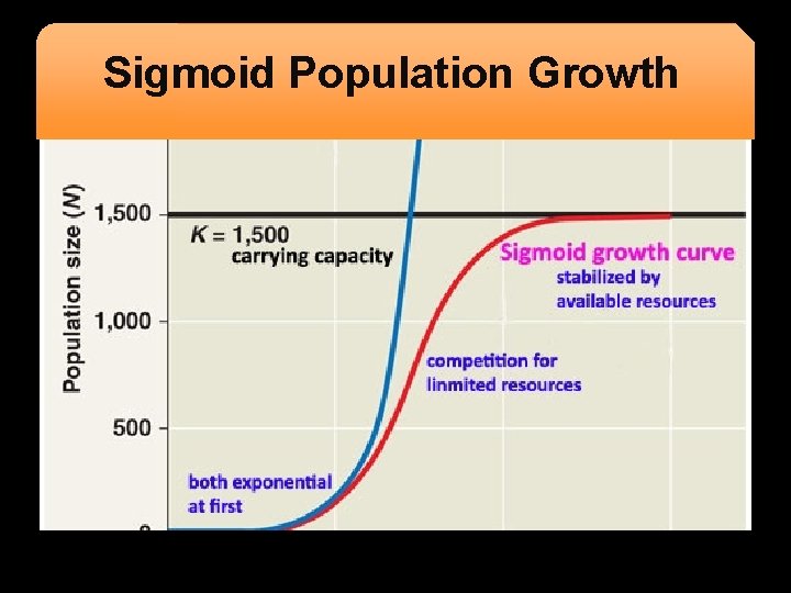 Sigmoid Population Growth 