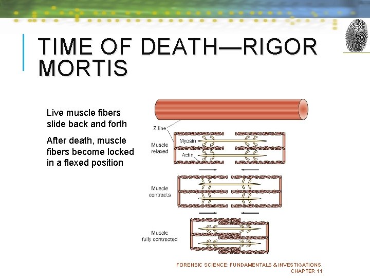 TIME OF DEATH—RIGOR MORTIS Live muscle fibers slide back and forth After death, muscle