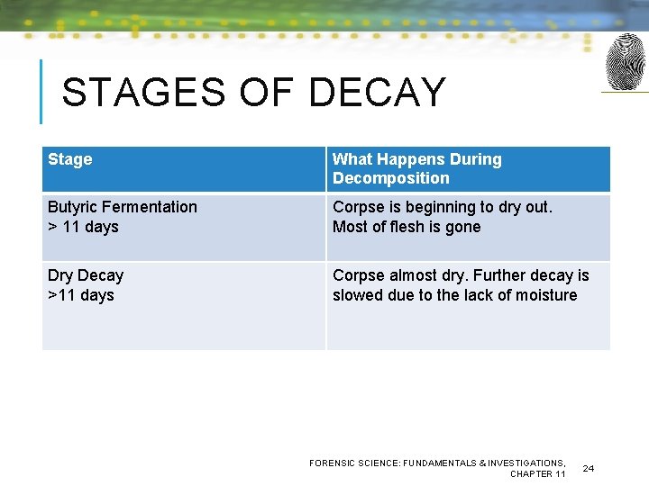 STAGES OF DECAY Stage What Happens During Decomposition Butyric Fermentation > 11 days Corpse