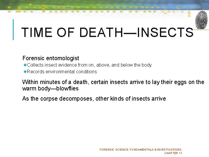 TIME OF DEATH—INSECTS Forensic entomologist Collects insect evidence from on, above, and below the