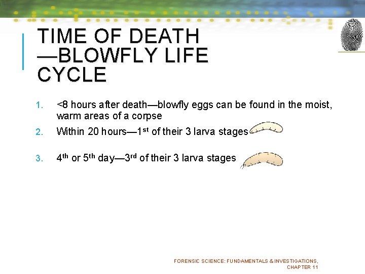 TIME OF DEATH —BLOWFLY LIFE CYCLE 1. <8 hours after death—blowfly eggs can be