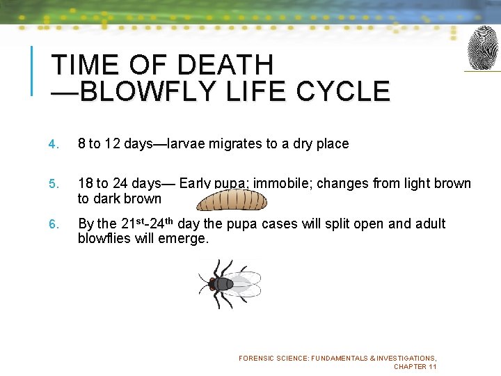 TIME OF DEATH —BLOWFLY LIFE CYCLE 4. 8 to 12 days—larvae migrates to a