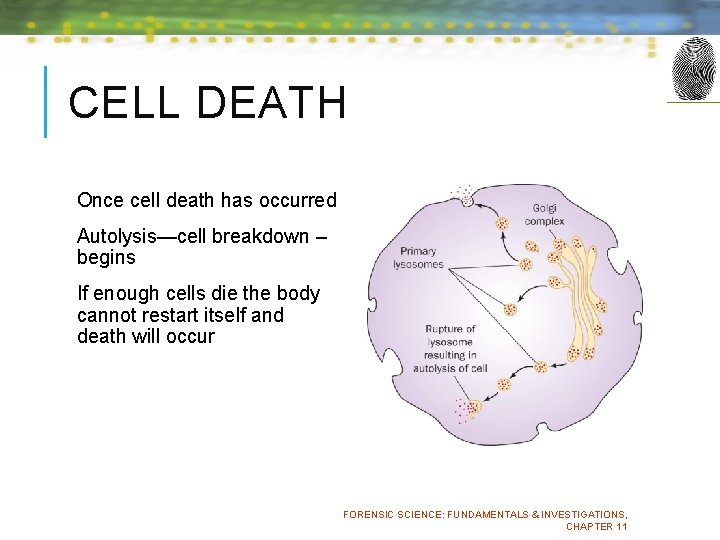 CELL DEATH Once cell death has occurred Autolysis—cell breakdown – begins If enough cells