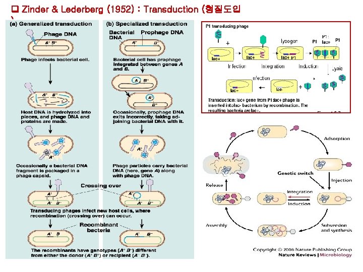 Zinder & Lederberg (1952) : Transduction (형질도입 ) Zinder & Lederberg (1952) : Transduction (형질도입 )