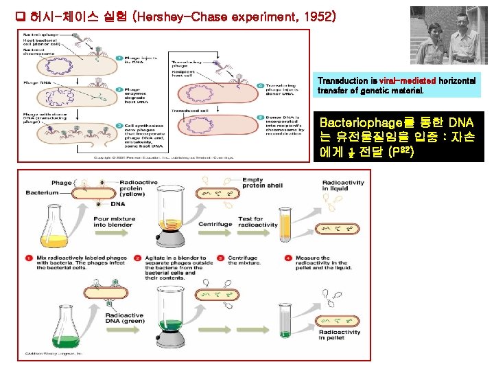 허시-체이스 실험 (Hershey-Chase experiment, 1952) Transduction is viral-mediated horizontal transfer of genetic material. 허시-체이스 실험 (Hershey-Chase experiment, 1952) Transduction is viral-mediated horizontal transfer of genetic material.