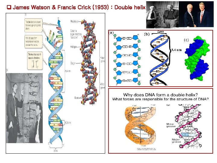James Watson & Francis Crick (1953) : Double helix James Watson & Francis Crick (1953) : Double helix