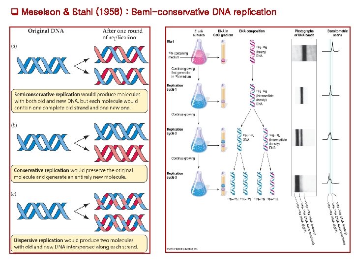 Meselson & Stahl (1958) : Semi-conservative DNA replication Meselson & Stahl (1958) : Semi-conservative DNA replication