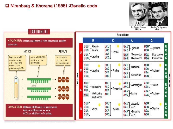 Nirenberg & Khorana (1958) : Genetic code Nirenberg & Khorana (1958) : Genetic code