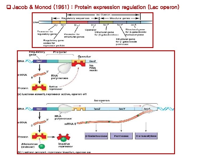 Jacob & Monod (1961) : Protein expression regulation (Lac operon) Jacob & Monod (1961) : Protein expression regulation (Lac operon)