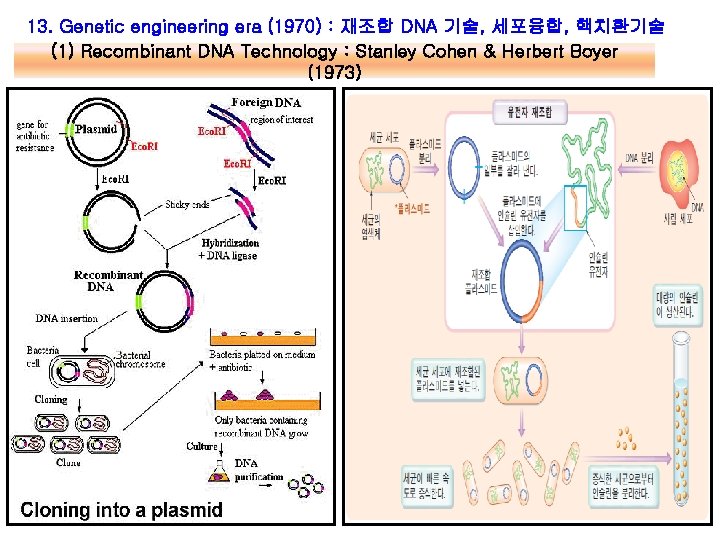 13. Genetic engineering era (1970) : 재조합 DNA 기술, 세포융합, 핵치환기술 (1) Recombinant DNA 13. Genetic engineering era (1970) : 재조합 DNA 기술, 세포융합, 핵치환기술 (1) Recombinant DNA