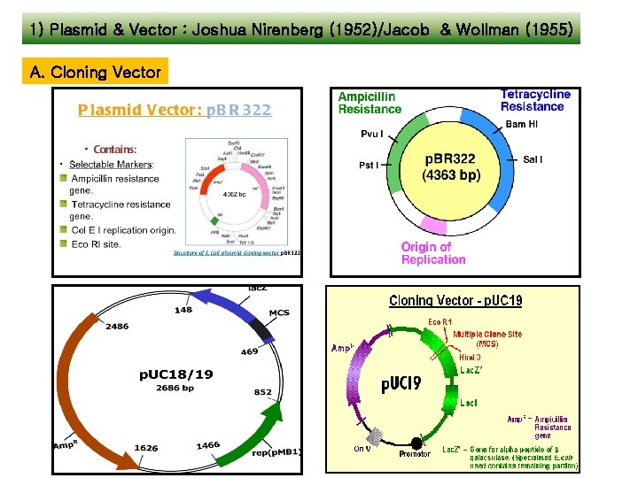 1) Plasmid & Vector : Joshua Nirenberg (1952)/Jacob & Wollman (1955) A. Cloning Vector 1) Plasmid & Vector : Joshua Nirenberg (1952)/Jacob & Wollman (1955) A. Cloning Vector