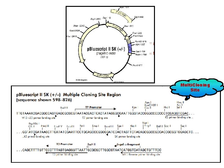 Multi. Cloning Site Multi. Cloning Site