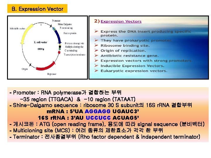 B. Expression Vector - Promoter : RNA polymerase가 결합하는 부위 -35 region (TTGACA) & B. Expression Vector - Promoter : RNA polymerase가 결합하는 부위 -35 region (TTGACA) &