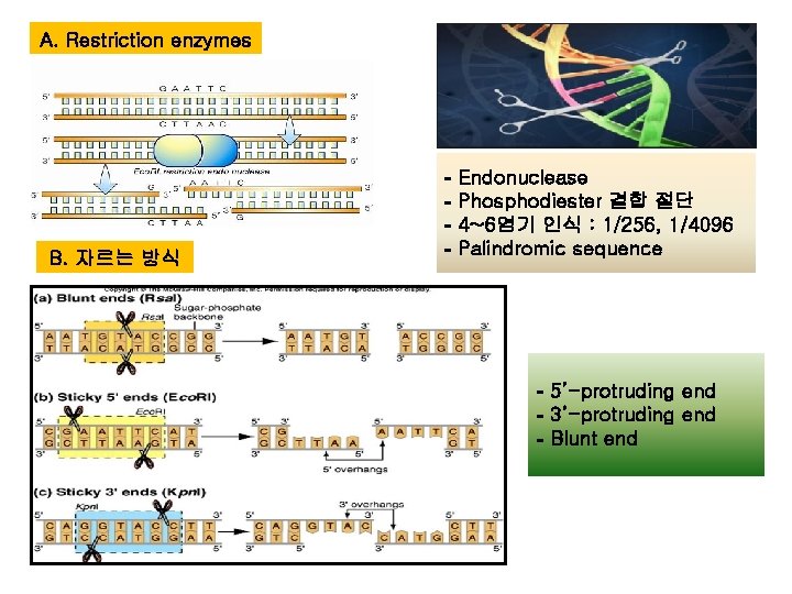 A. Restriction enzymes B. 자르는 방식 - Endonuclease Phosphodiester 결합 절단 4~6염기 인식 : A. Restriction enzymes B. 자르는 방식 - Endonuclease Phosphodiester 결합 절단 4~6염기 인식 :