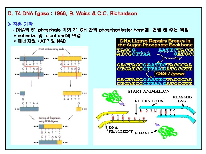 D. T 4 DNA ligase : 1966, B. Weiss & C. C. Richardson 작용 D. T 4 DNA ligase : 1966, B. Weiss & C. C. Richardson 작용