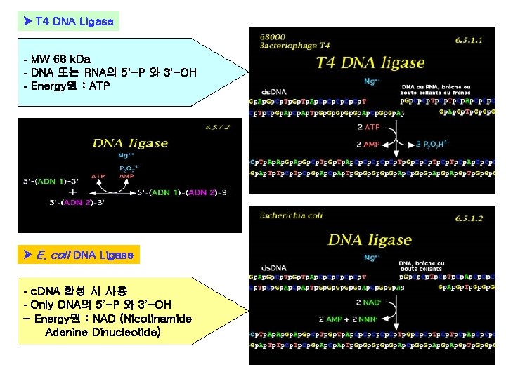 T 4 DNA Ligase - MW 68 k. Da - DNA 또는 RNA의 T 4 DNA Ligase - MW 68 k. Da - DNA 또는 RNA의