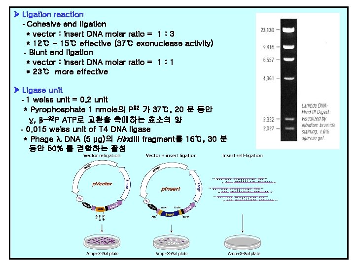 Ligation reaction - Cohesive end ligation * vector : insert DNA molar ratio Ligation reaction - Cohesive end ligation * vector : insert DNA molar ratio