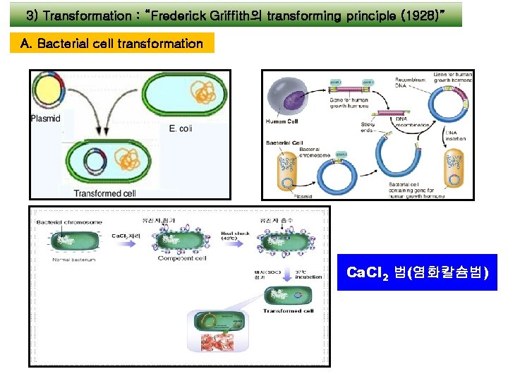 3) Transformation : “Frederick Griffith의 transforming principle (1928)” A. Bacterial cell transformation Ca. Cl 3) Transformation : “Frederick Griffith의 transforming principle (1928)” A. Bacterial cell transformation Ca. Cl
