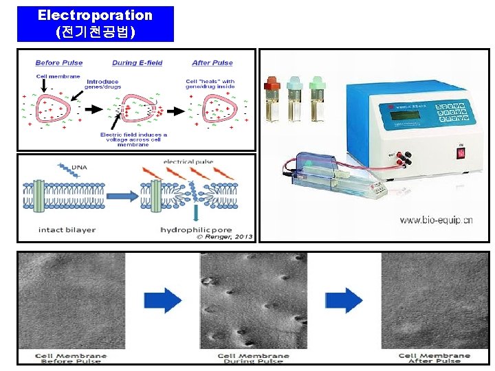 Electroporation (전기천공법) Electroporation (전기천공법)